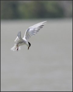 DSC_0811.jpg