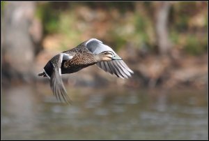 Pacific Black Duck.jpg