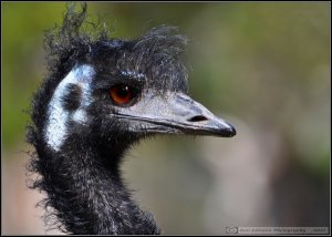 DSC_0061 (2).JPG
