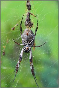 Golden Orb Spider.jpg