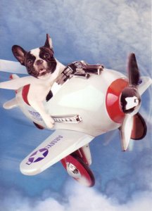 dog-flying-plane.jpg