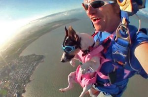 skydiving-dog.jpg