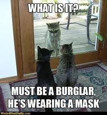 racky burgler.jpg