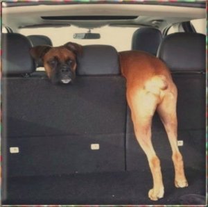 Funny Dog Pic3.jpg