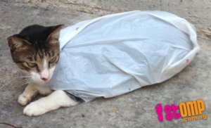 cat-in-plastic-bag.jpg
