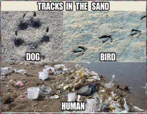 tracks.jpg