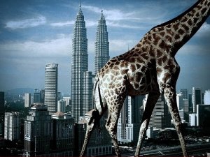 Giant-Giraffe-Walking-in-a-City.jpg