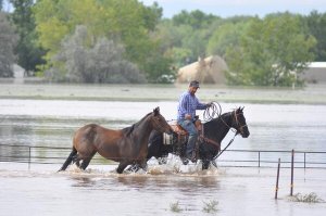 Horses Lead to Safety - Co. 2013.jpg