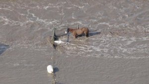 Stranded Horse Co. Flood 2013.jpg