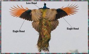 Peacock1a.jpg