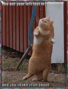 cat left foot.jpg