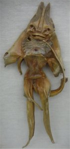 Jenny_Haniver_1.jpg