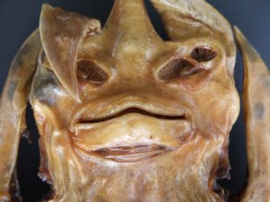 jenny_haniver_5.jpg