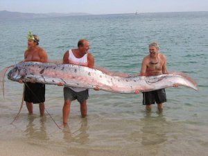 Oar Fish.jpg