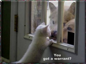 Cat Warrant.jpg