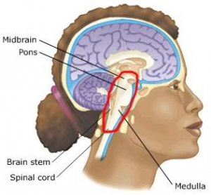 brain stem location 1.jpg