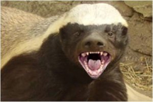 honey-badger.jpg