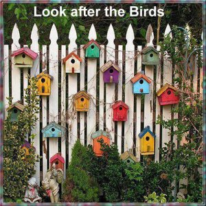 Look after the Birds.jpg