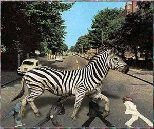 zebra crossing.2.jpg