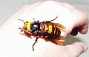 JAPANESE GIANT HORNET (Vespa mandarinia japonica).jpg