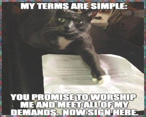 cat now sign here.jpg
