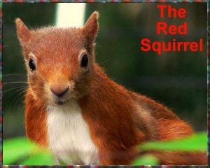 Red Squirrel.1.jpg