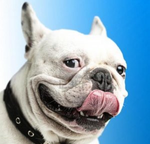 french-bulldog.jpg