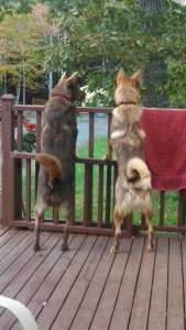 Puppies Oct 2013.jpg