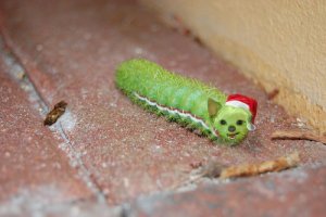 caterpillar.jpg