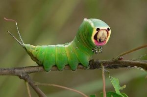 caterpiller 1.jpg
