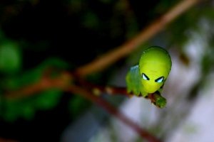 caterpiller 2.jpg