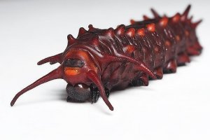 caterpiller 3.jpg