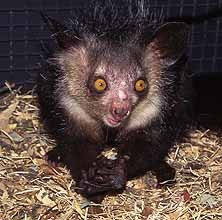 aye-aye.jpg