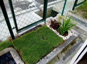 backyard garden 1.JPG