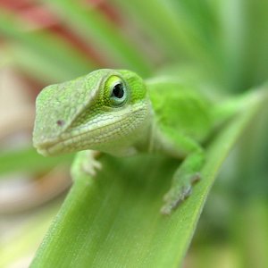 green-anole-lizard.jpeg