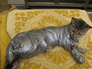 duct-taped cat.jpg