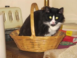 SnaggleBasket 003.JPG