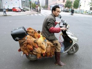 ChickenChineseBike.jpg