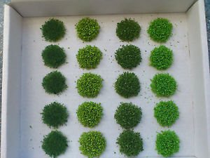 bush-1.JPG bush-1.JPG