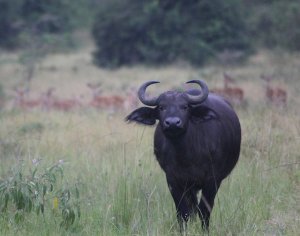 capebuffalo.jpg