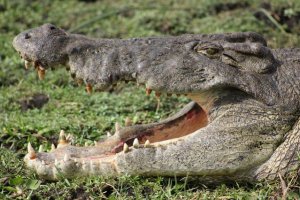 croc.jpg