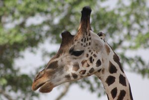 giraffe.jpg