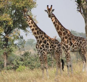 giraffes.jpg