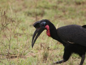 hornbill.jpg