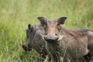 warthog.jpg