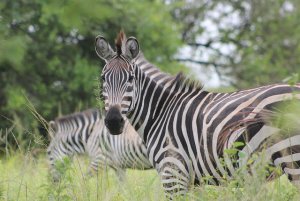 zebra.jpg