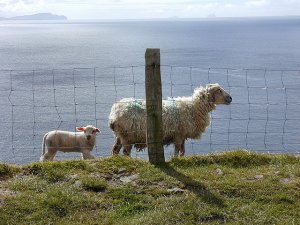 sheepies.jpg