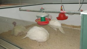 Turkeys.JPG