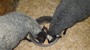 Sheep.JPG