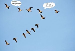 Geese.JPG